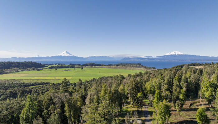 Vista aérea de loteo con parcelas y bosque centenario en Nativo Punta Larga