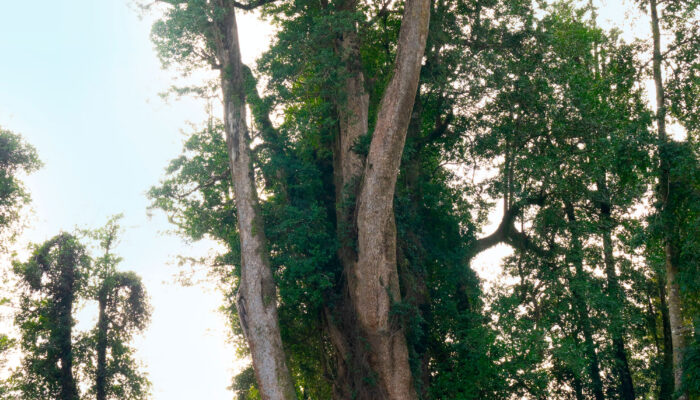 Parque de bosque nativo dentro de Nativo Punta Larga con vegetación autóctona