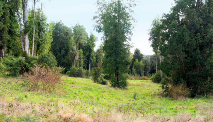 Bosque nativo con árboles centenarios de más de 400 años en Nativo Punta Larga