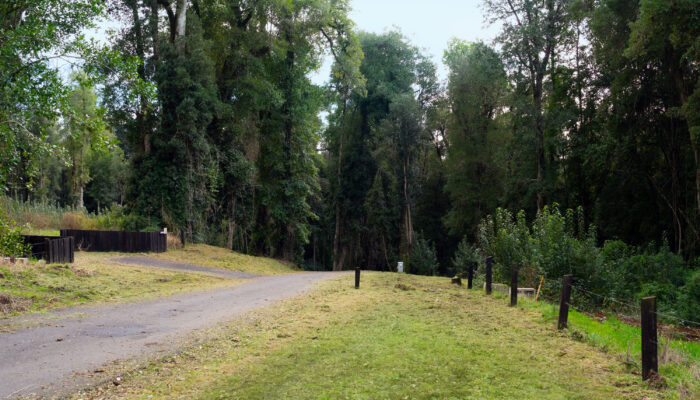 Densa vegetación verde y biodiversidad en bosque centenario de Nativo Punta Larga