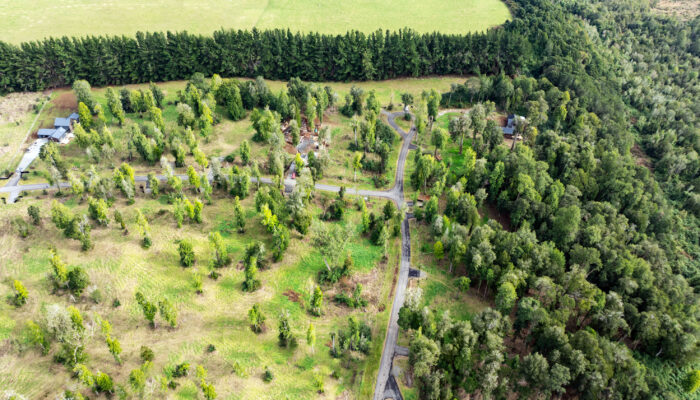Vegetación densa de bosque centenario junto a parcelas premium en Nativo Punta Larga, Frutillar
