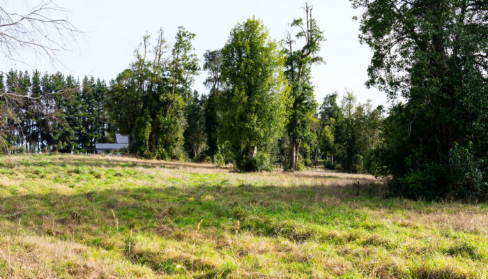 Árboles centenarios de más de 400 años en el bosque nativo del proyecto Nativo Punta Larga