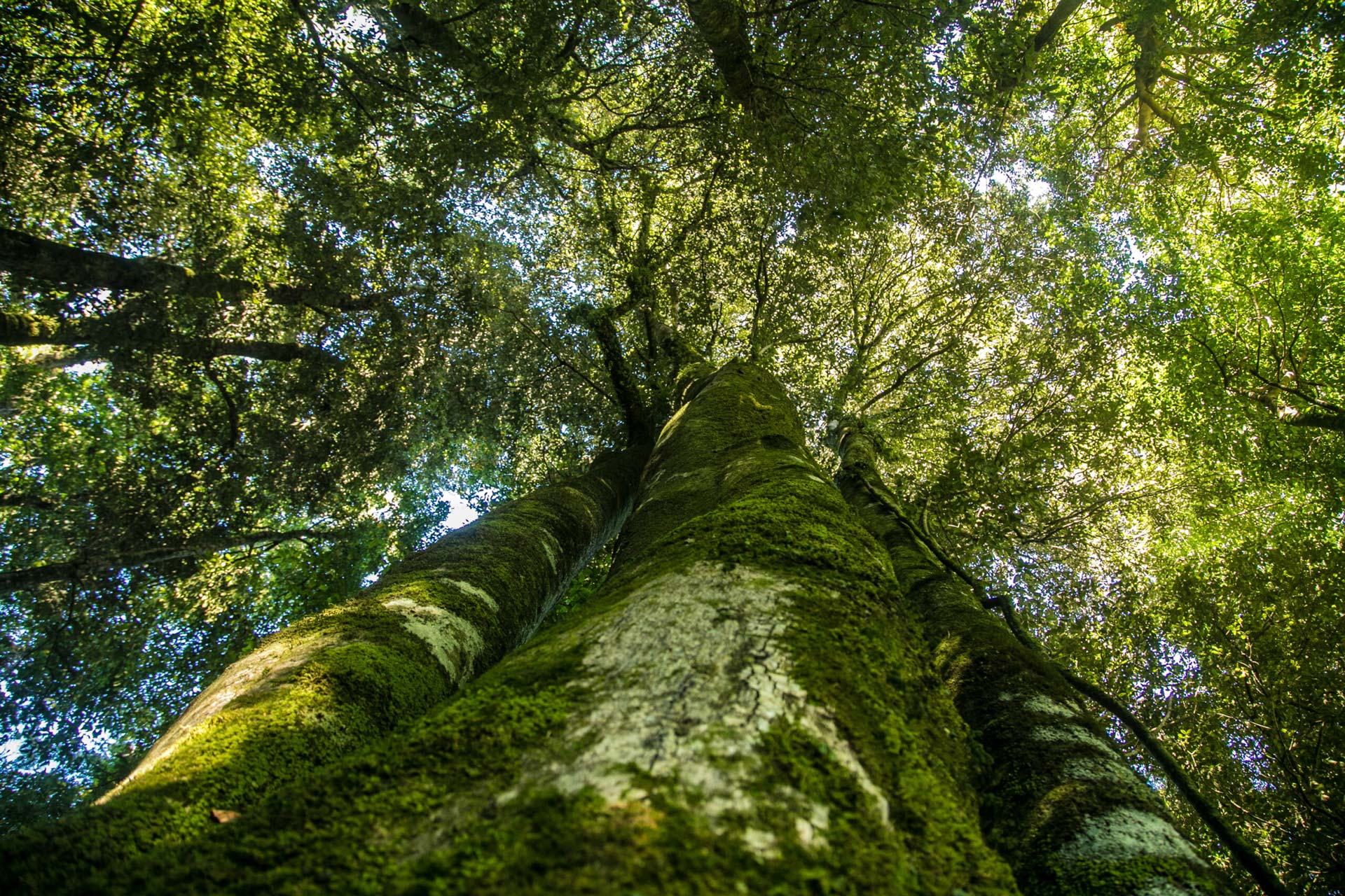 Bosque nativo centenario con árboles de mas de 400 años en Nativo Punta Larga